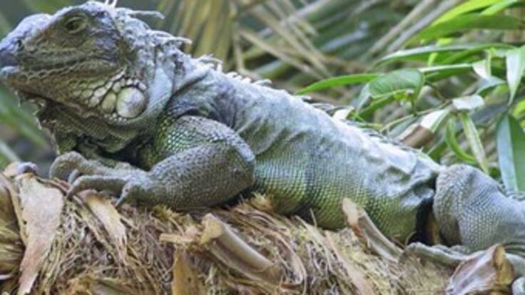 Más de 215 animales silvestres regresan a su hábitat