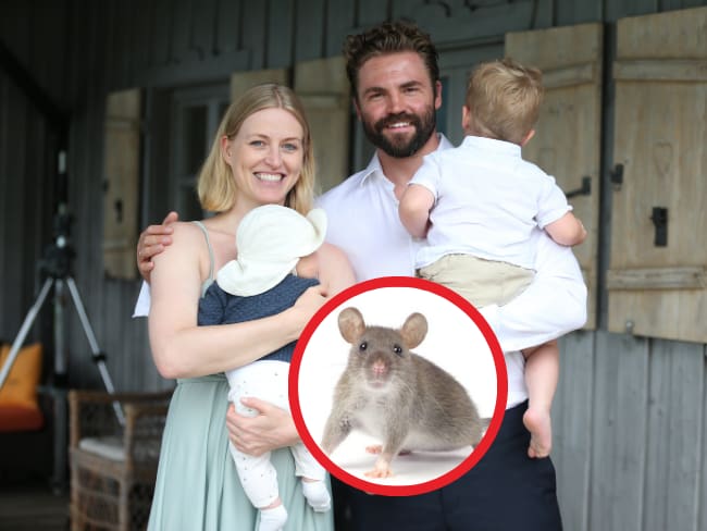 ¿Los seres humanos que tan fieles son? Esto dice la ciencia: ratones son los más leales a su pareja