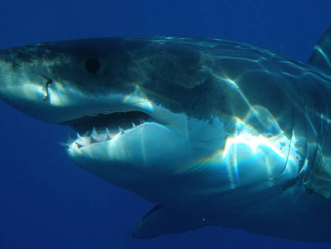 Shark Tank llega a Colombia para invertir en proyectos de emprendimiento