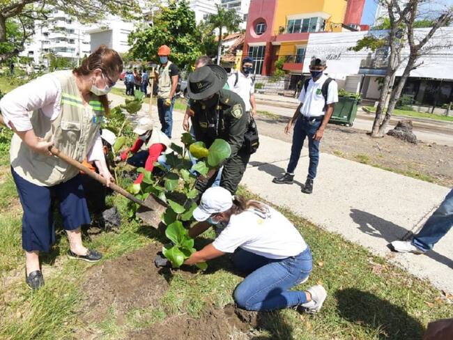 Siembran 300 nuevos árboles en sector turístico de Cartagena