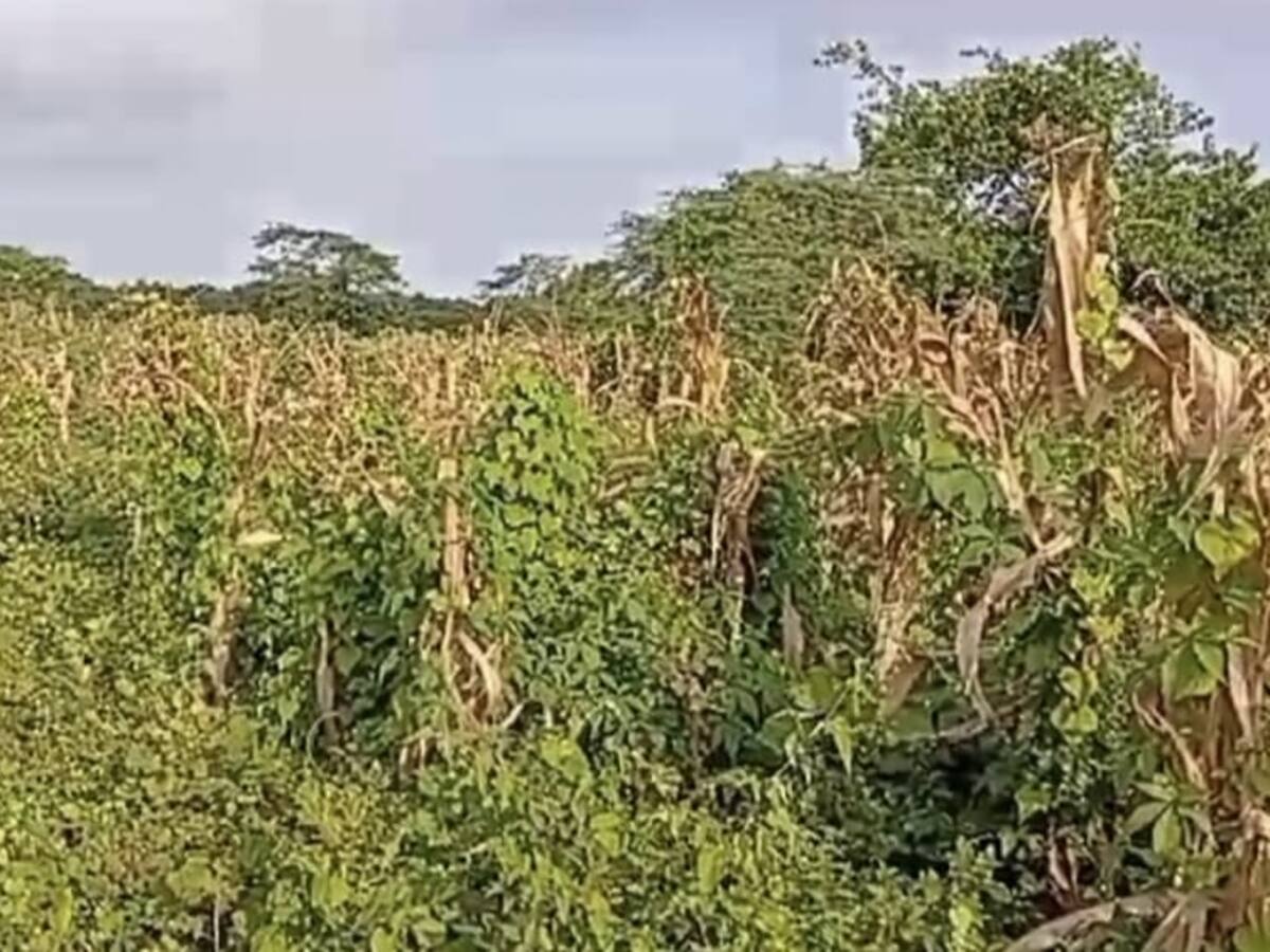 Denuncian presunta intervención ilegal a predio en zona norte de Cartagena