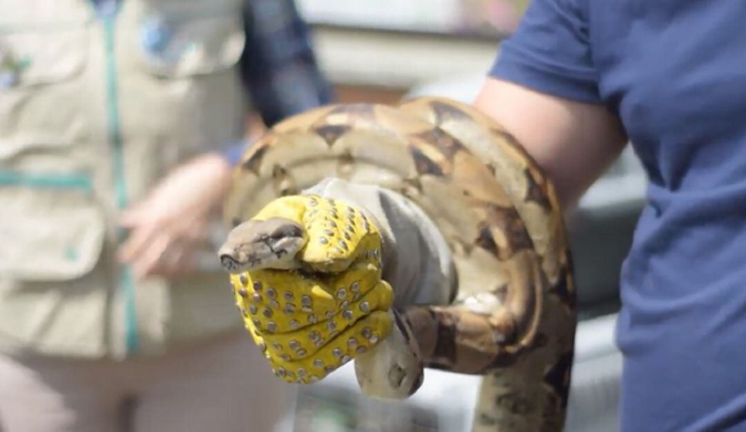 Uno de los reptiles incautados en una finca turística en Quimbaya, Quindío