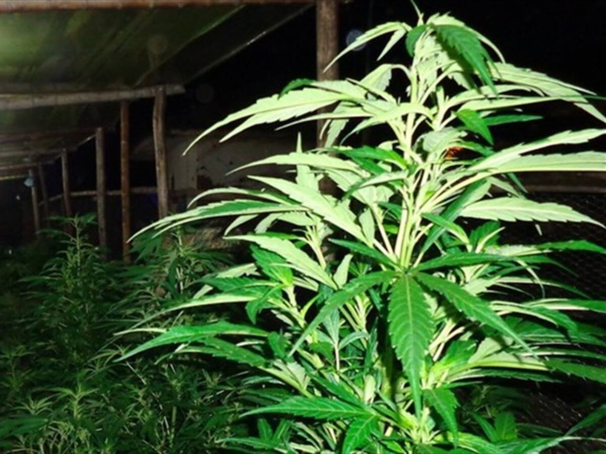 ¿Hubo favorecimiento en la entrega de licencias de marihuana medicinal?