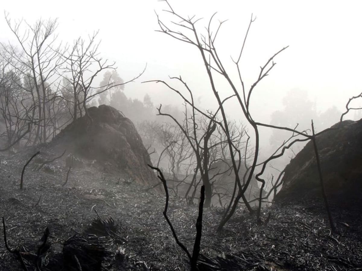 Apocalipsis Verde en Colombia