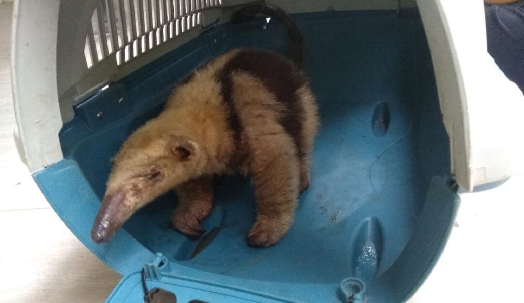 Oso hormiguero palmero