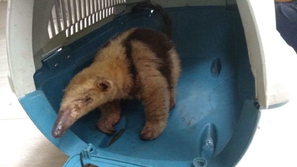 Policía rescata ejemplares de fauna silvestre en Caldas