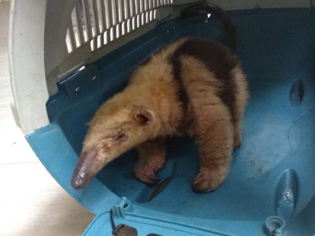 Policía rescata ejemplares de fauna silvestre en Caldas