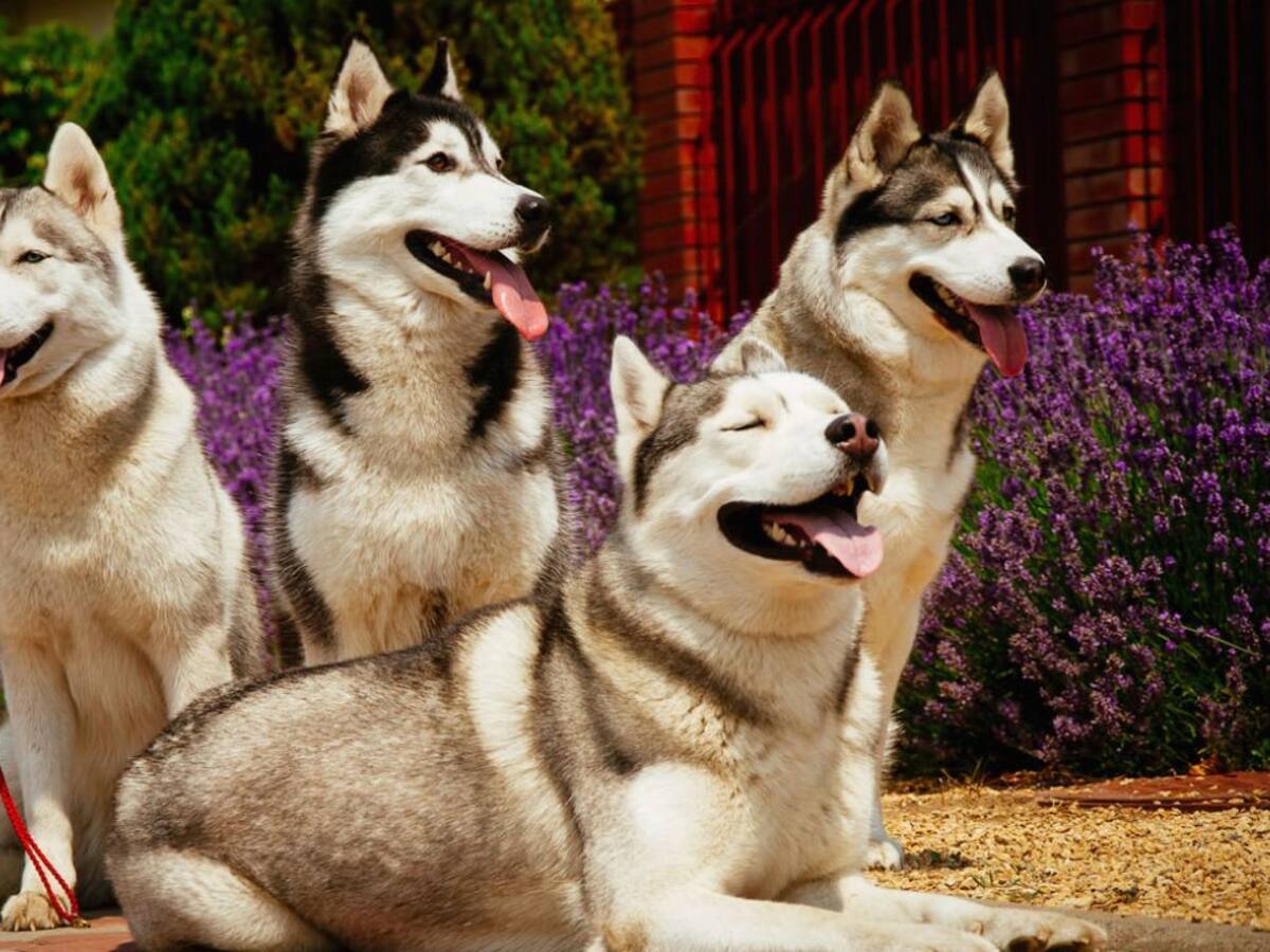 En diciembre han desaparecido más de 15 perros en el área metropolitana de Bucaramanga