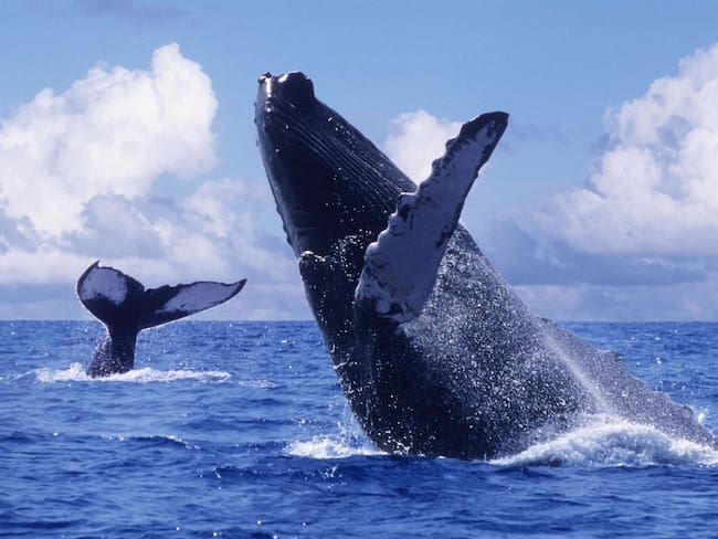Llega la temporada de avistamiento de ballenas jorobadas