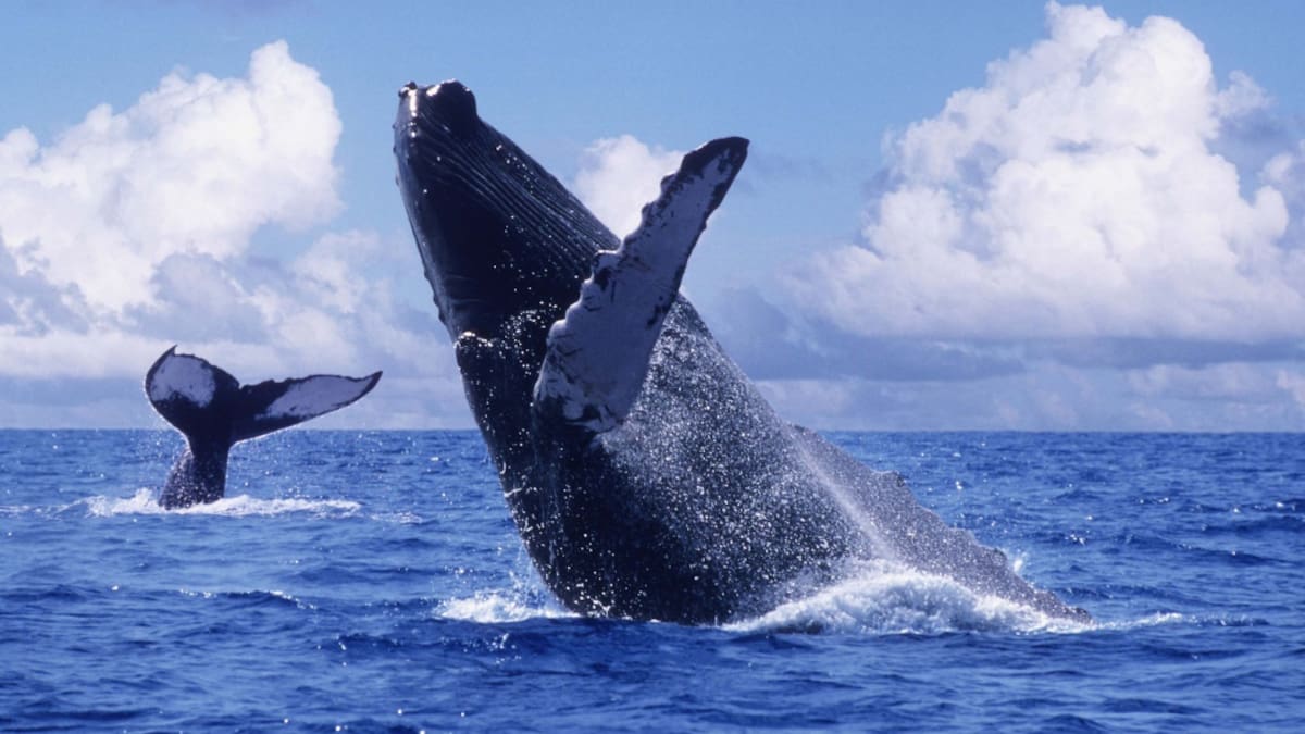 Llega la temporada de avistamiento de ballenas jorobadas