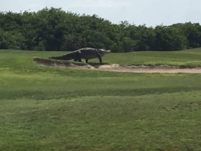 El cocodrilo que se paseó en medio de un campo de golf