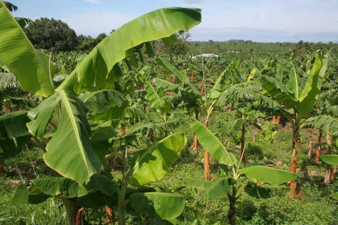 Tierras. (Imagen referencial). Foto: Agencia Nacional de Tierras.