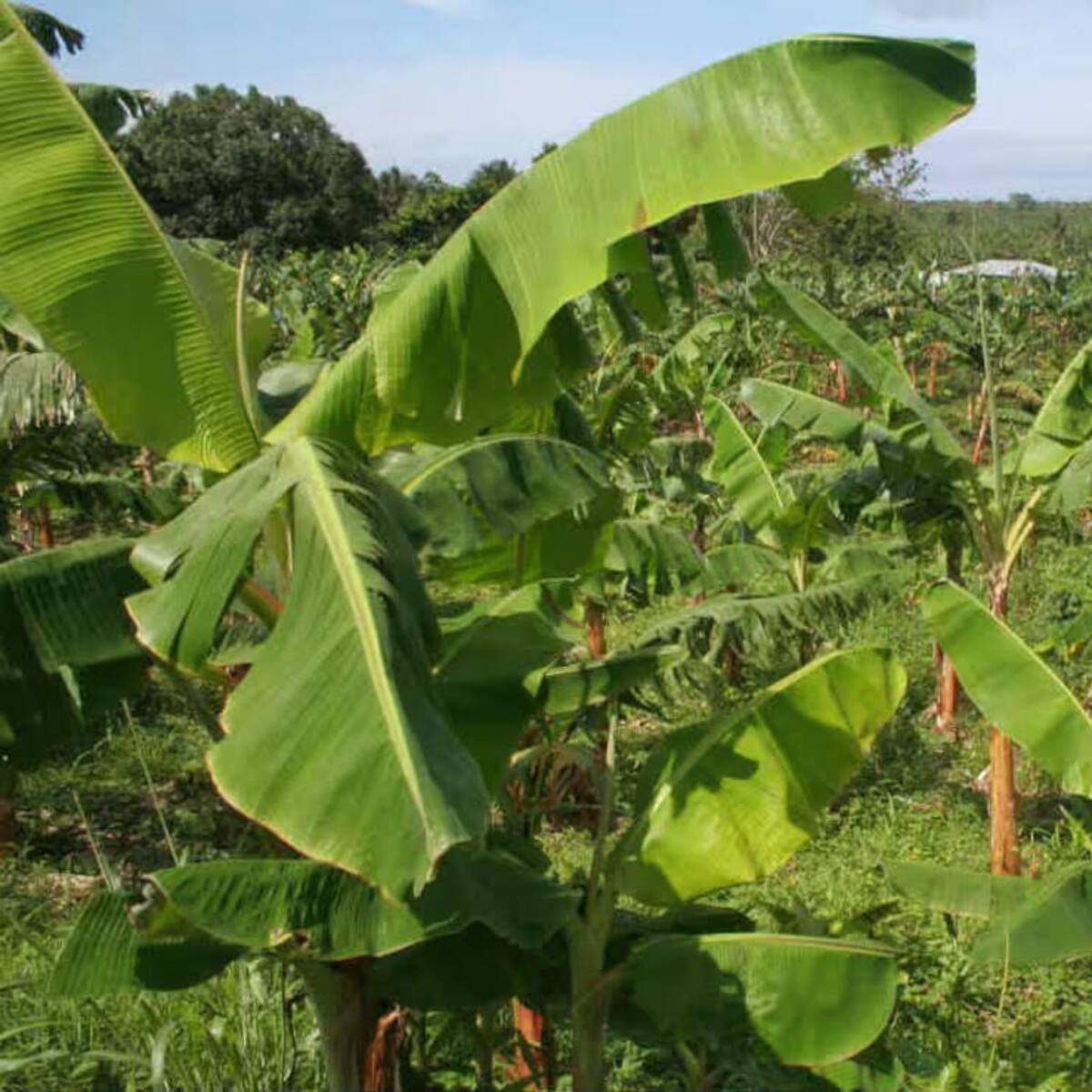 Piden celeridad para localizar el 33% de los bienes de Salvatore Mancuso en Antioquia
