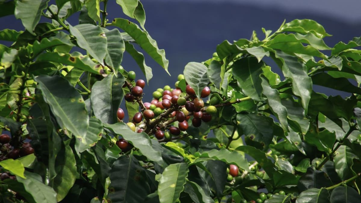 Alertan por casos de extorsión en los municipios cafeteros de Antioquia