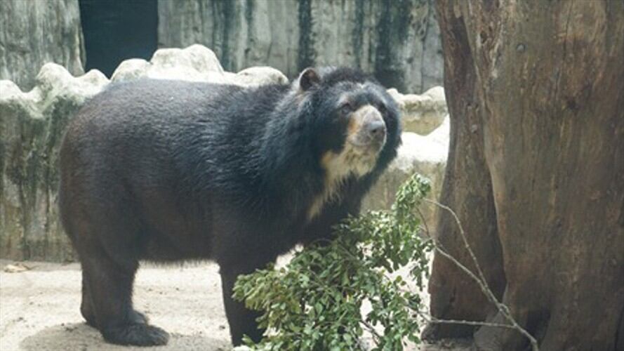 Oso de anteojos se queda en el Zoológico de Barranquilla. Foto: Zoológico de Barranquilla