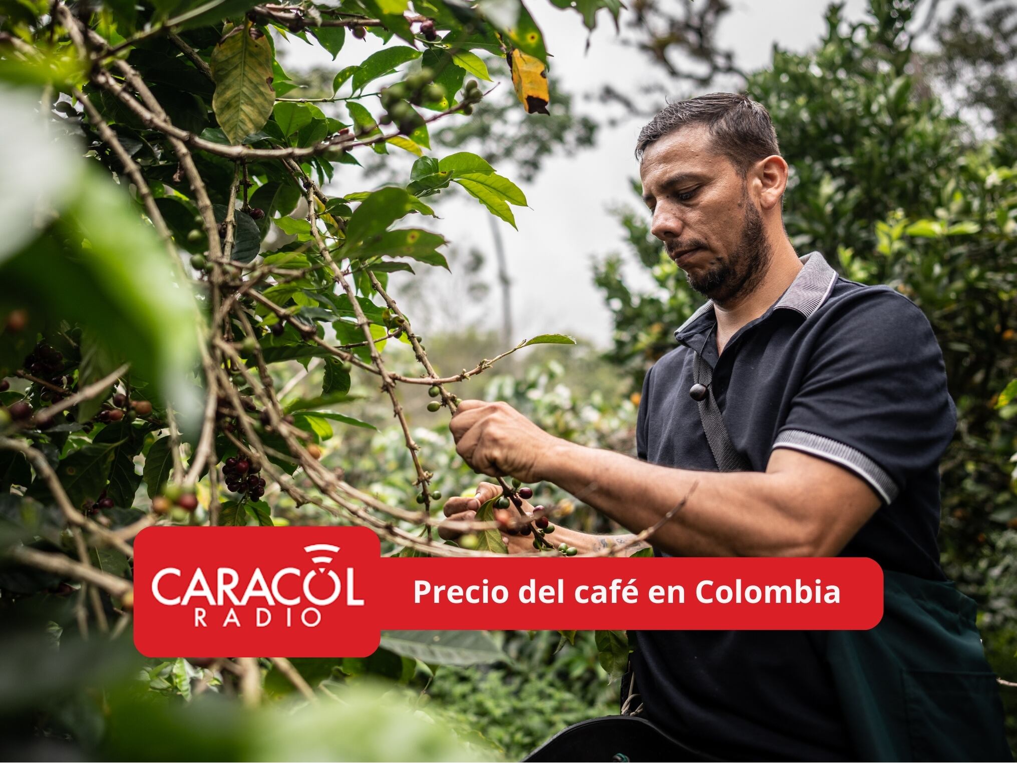 En portada: Imagen ilustrativa de un caficultor colombiano (Crédito: Getty Images)