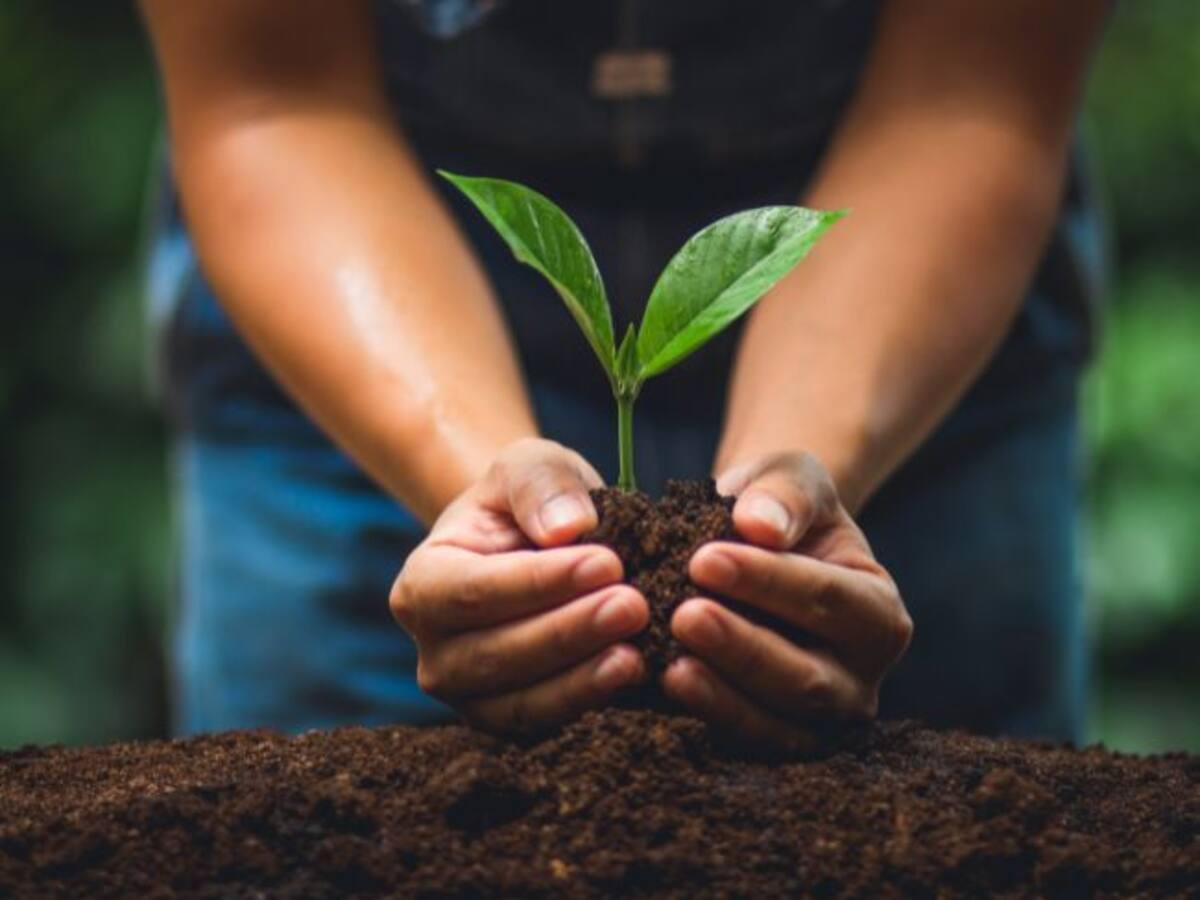 Promueven la reforestación en Viotá, Cundinamarca, a través de “Mi Empresa Siembra”
