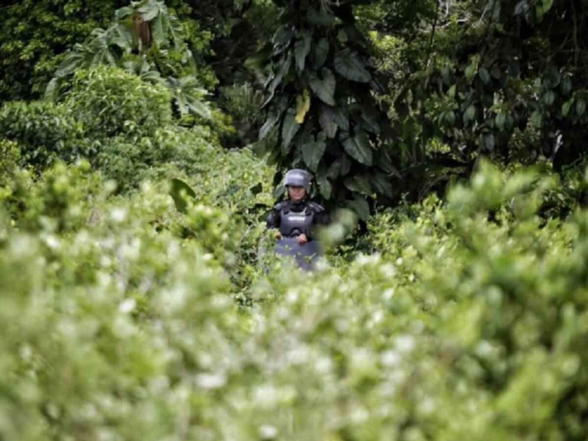 Amenaza de paro en el Catatumbo por erradicación de cultivos ilícitos