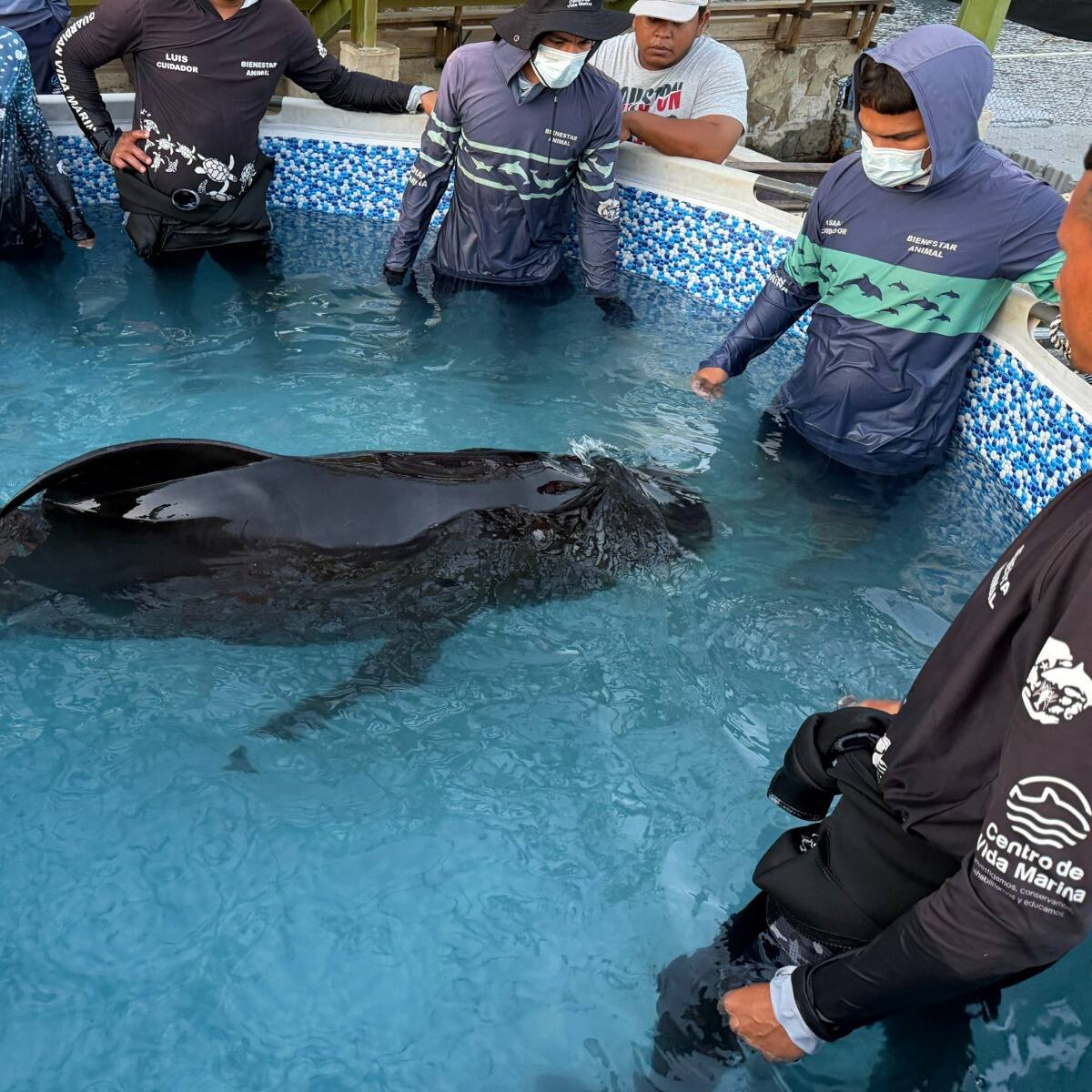 Centro de rescate de fauna marina atiende varamiento de delfín calderón en Taganga