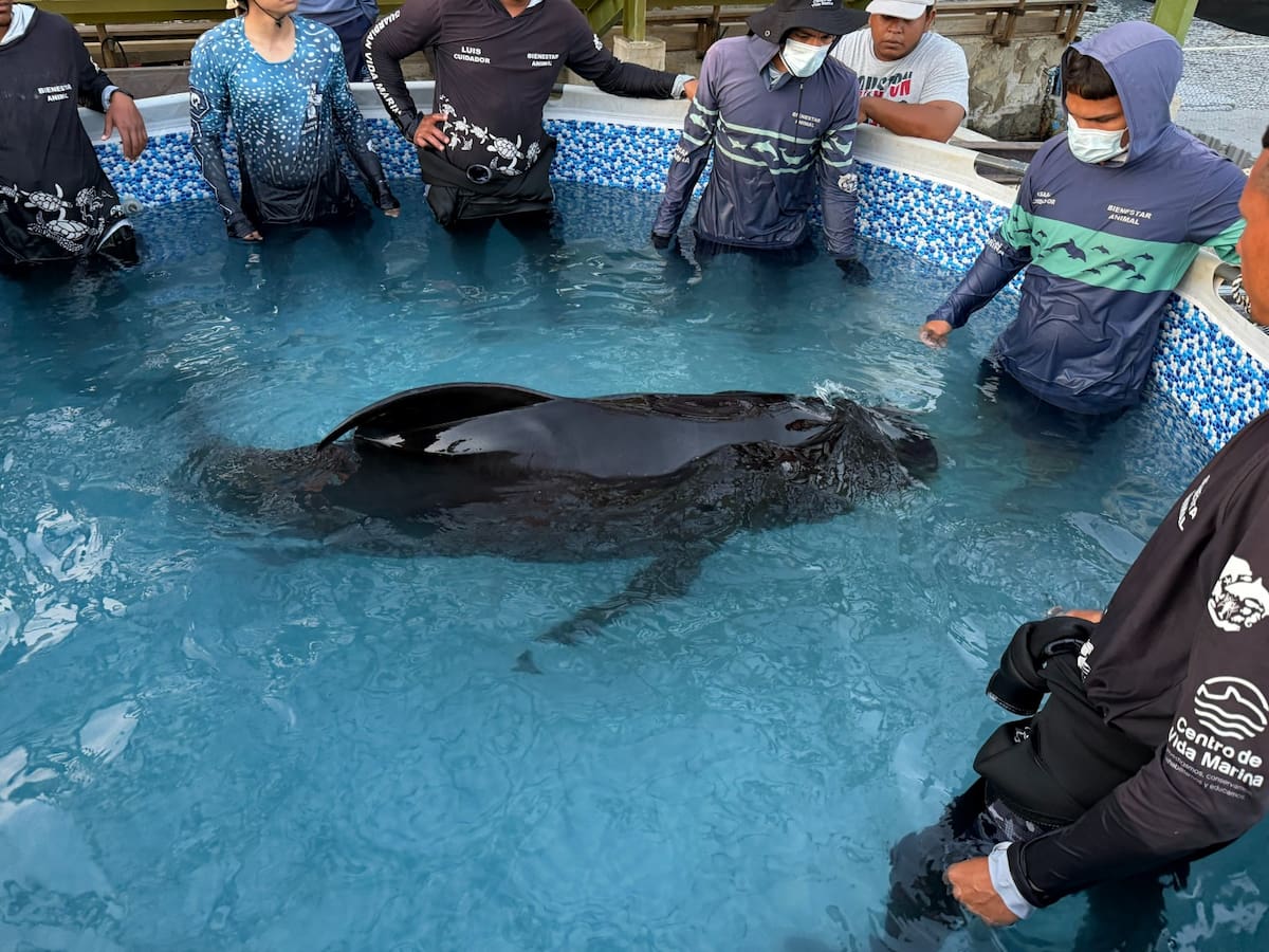 Centro de rescate de fauna marina atiende varamiento de delfín calderón en Taganga