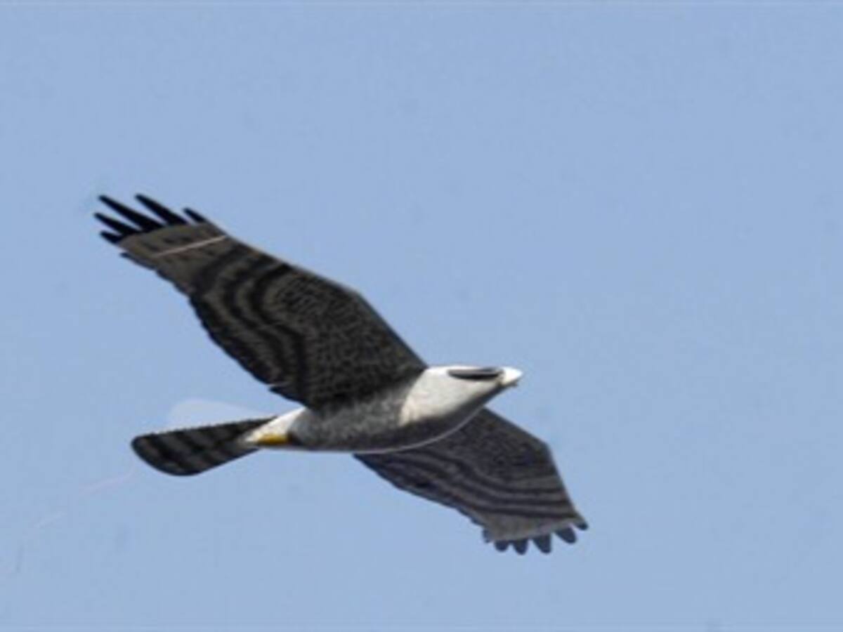 Consorcio colombo-chino implementa proyecto para eliminar peligro por presencia de aves en Medellín y Montería