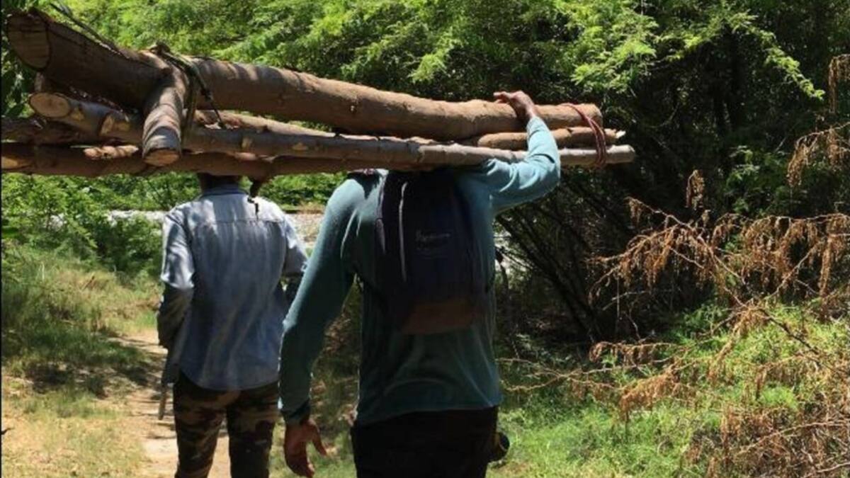 Tala ilegal de árboles, delito silencioso de la cuarentena en Santa Marta