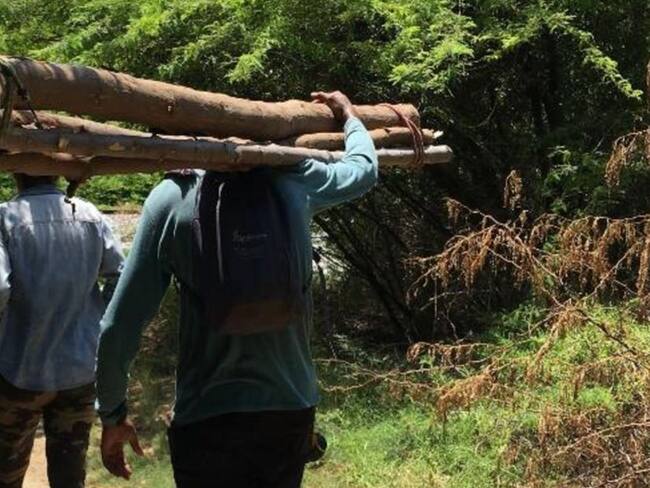 Tala ilegal de árboles, delito silencioso de la cuarentena en Santa Marta