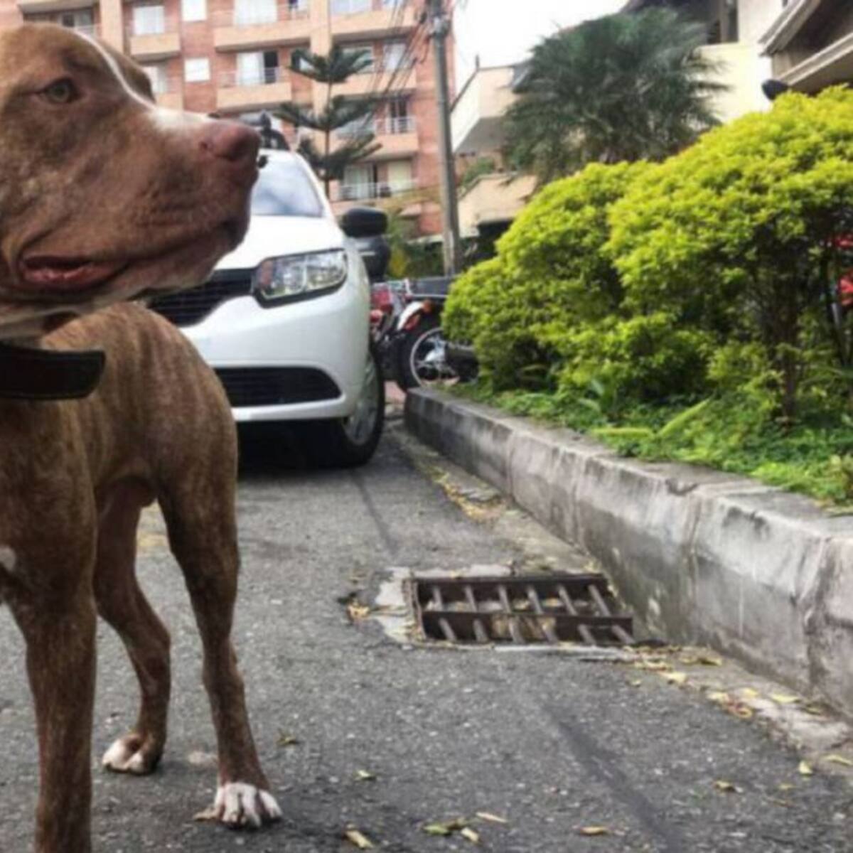 Niño de 3 años fue atacado por un perro en Puerto Tejada