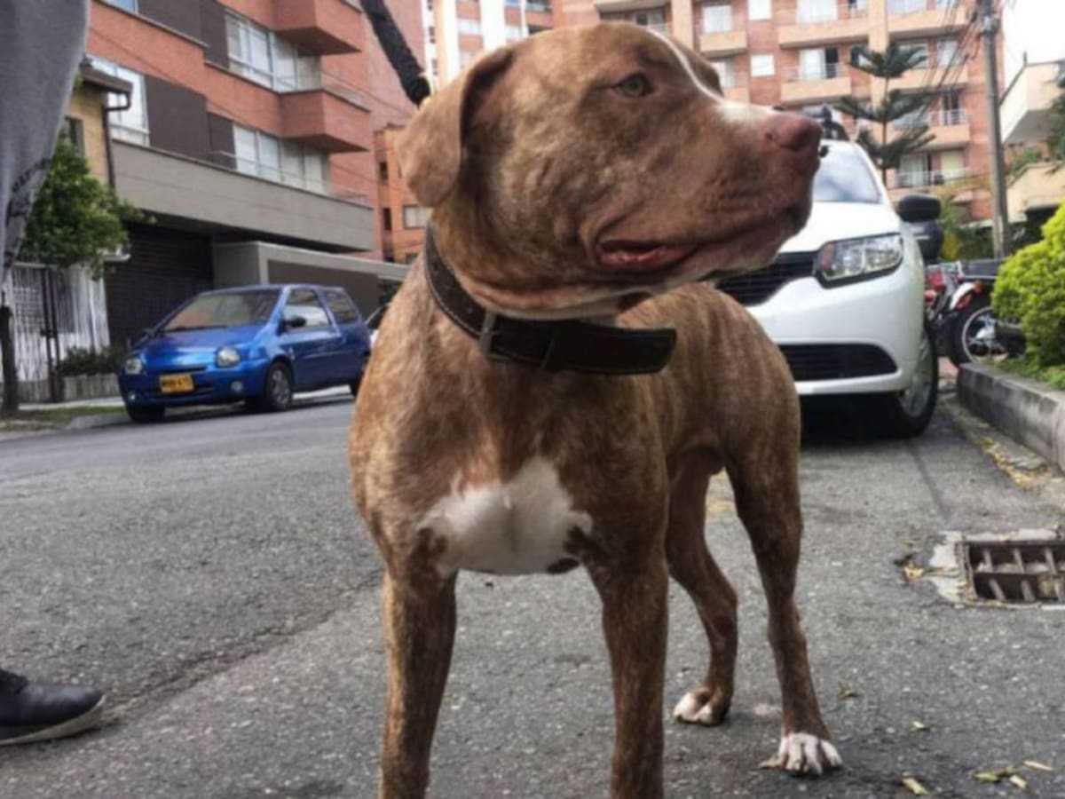 Niño de 3 años fue atacado por un perro en Puerto Tejada