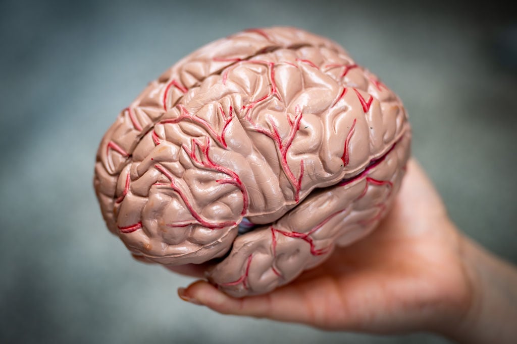 Imagen de referencia de un cerebro humano / (Foto de Matthew Horwood/Getty Images)
