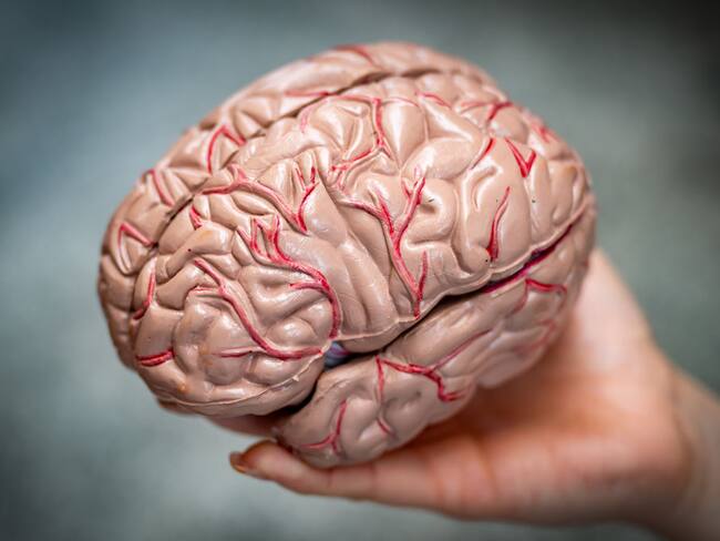 Imagen de referencia de un cerebro humano / (Foto de Matthew Horwood/Getty Images)