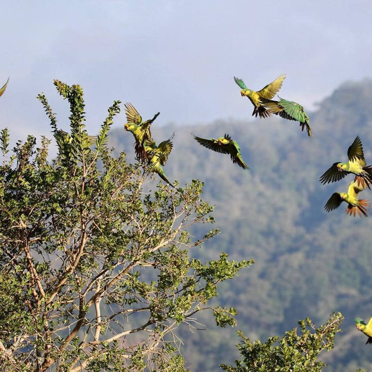 Bandada de loros orejiamarillos fueron avistados en el Valle de Cocora en Salento, Quindío