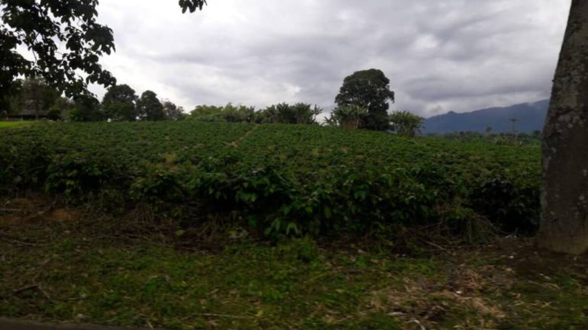 Incremento de la producción de café va en contra de los bajos precios del grano