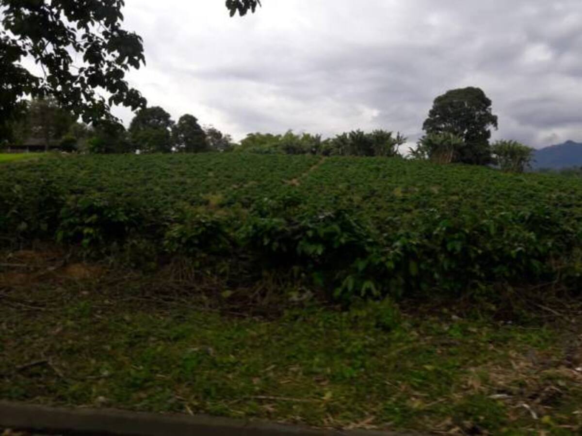 Incremento de producción de café va en contra por bajos precios del grano