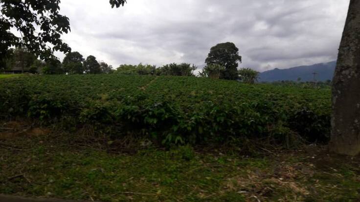 Incremento de la producción de café va en contra de los bajos precios del grano