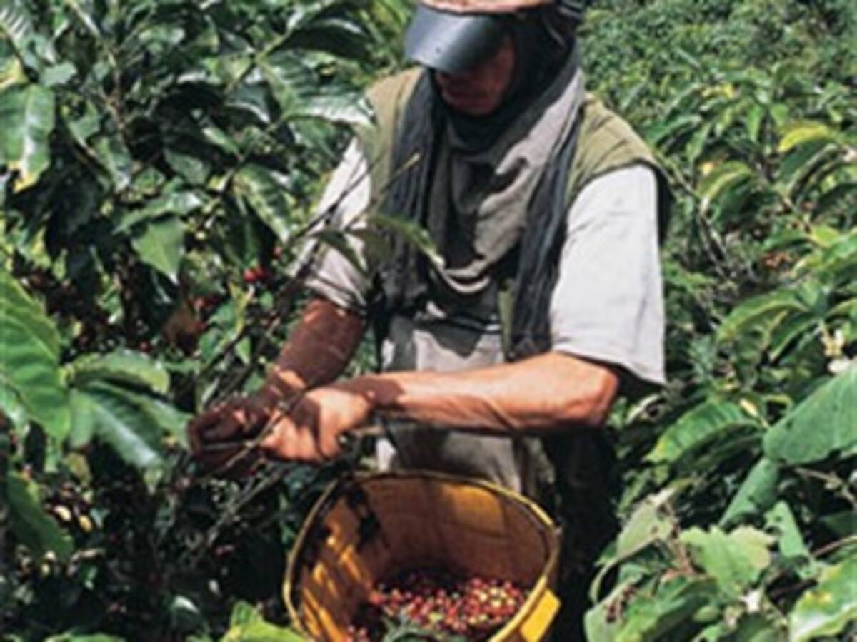 El café rompió la barrera de los US$2 la libra