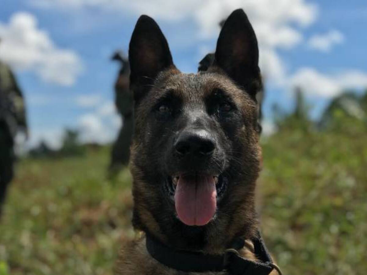 La despedida de “Killer”, el perro antiexplosivos que murió por un rayo