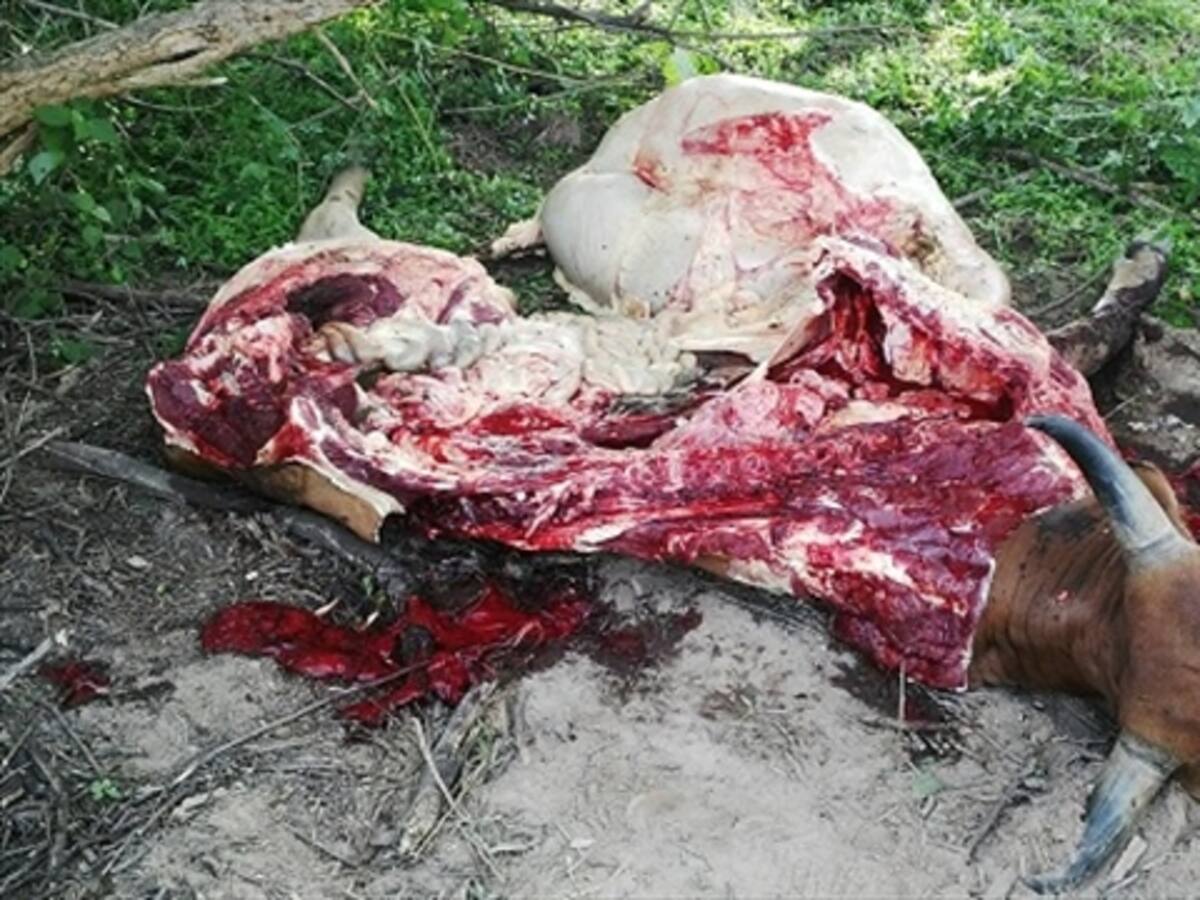 Matan reses en plena vía entre Bosconia y El Paso, Cesar.