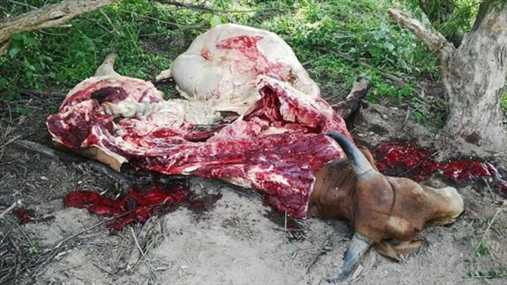 Matan reses en plena vía entre Bosconia y El Paso, Cesar.