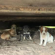 Lograron la judicialización de dos hombres, por maltrato animal. Foto Cortesía