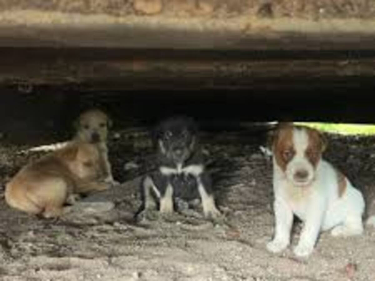 En Huila y Cundinamarca judicializan dos hombres, por atacar animalitos con arma de fuego