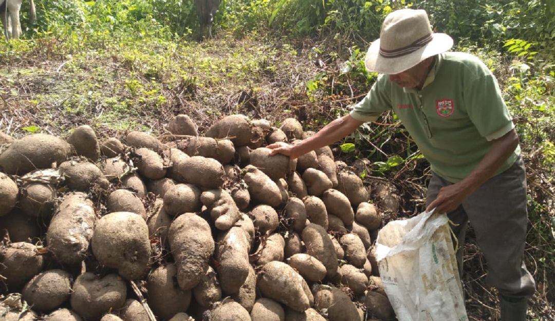 Campesinos de la alta montaña aseguran que los compradores quieren adquirir el producto a muy bajo precio y no reciben ayuda del gobierno