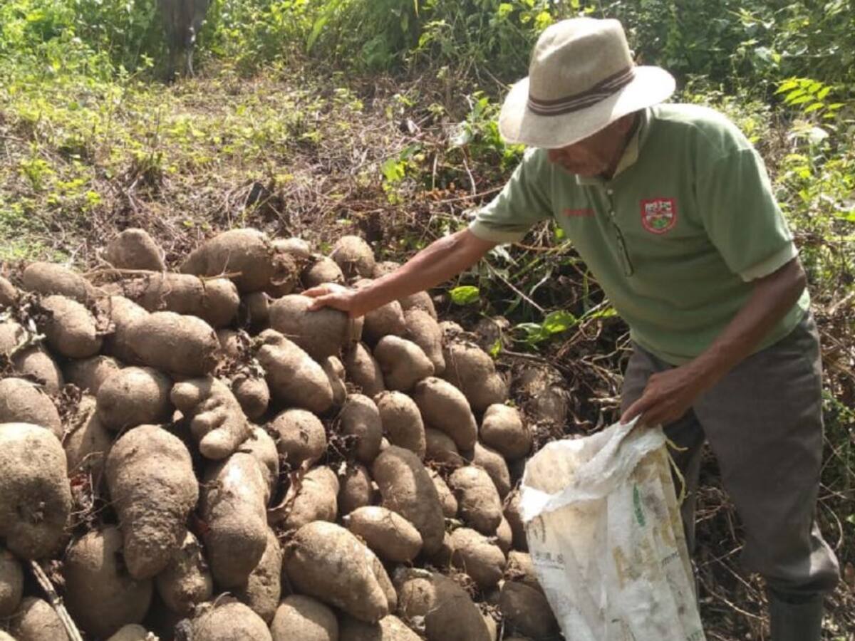 2.000 toneladas de ñame a punto de perderse en El Carmen de Bolívar