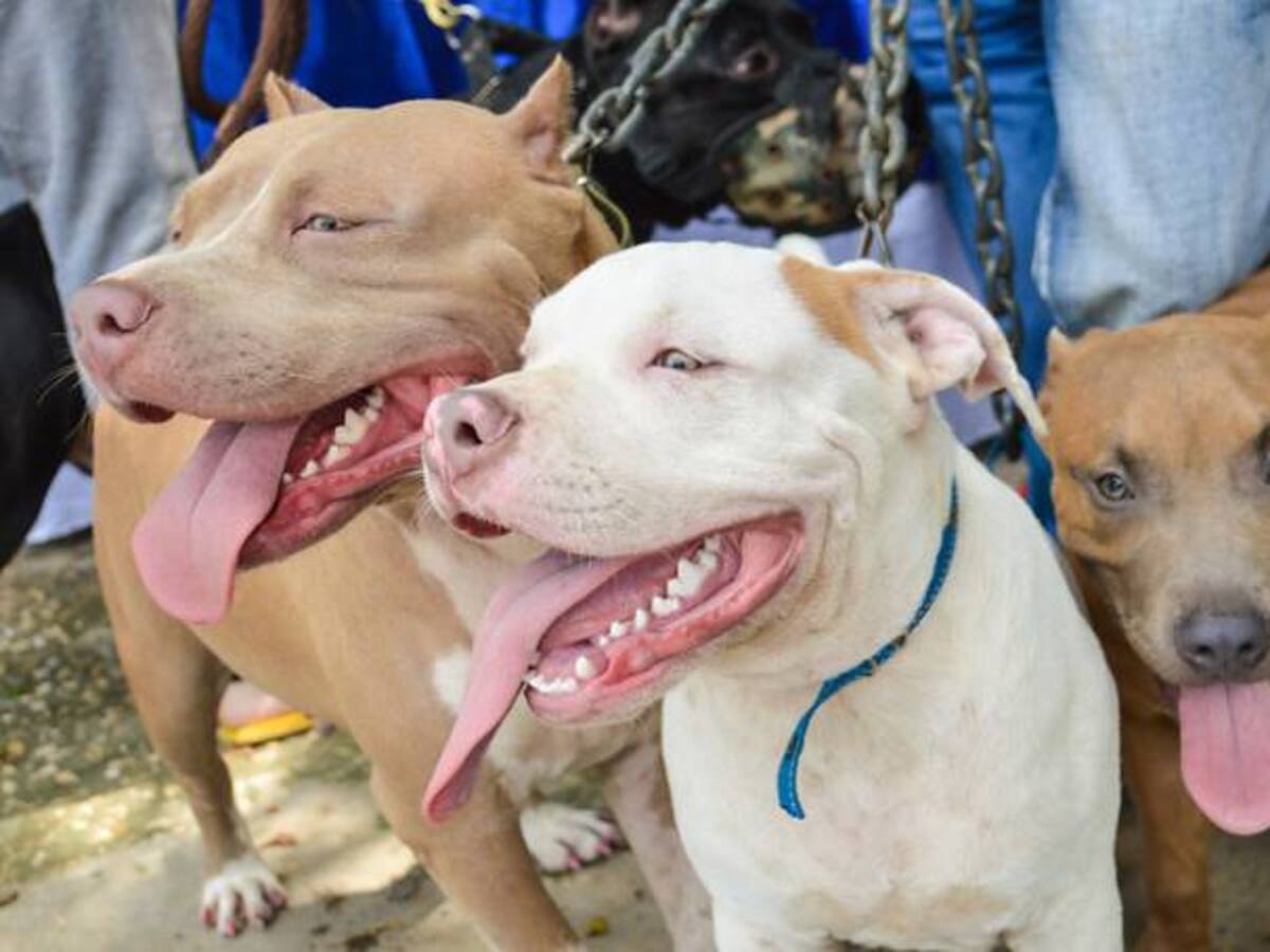Las mascotas también perdieron sus familias y hogares en Mocoa