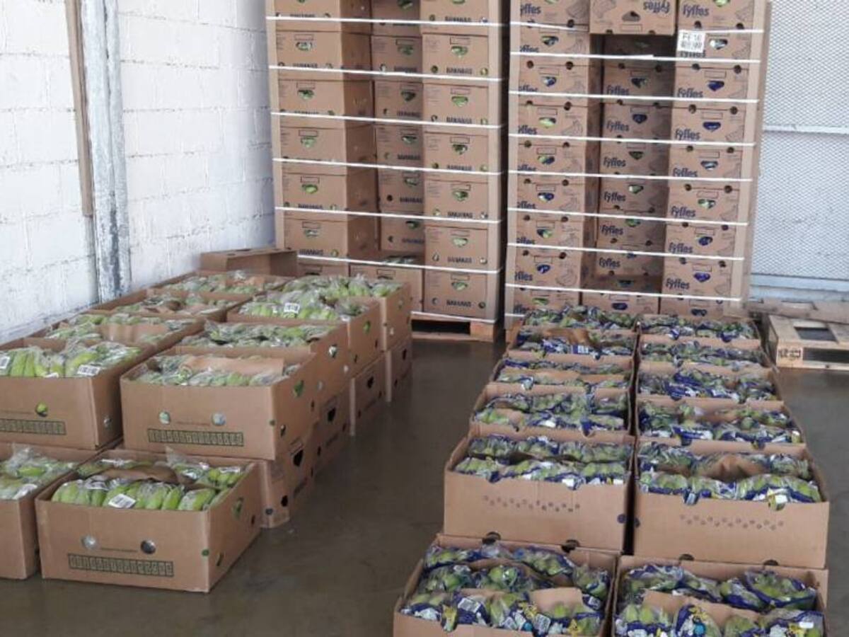 Incautan cargamento de ‘narcobananos’ en puerto de Santa Marta