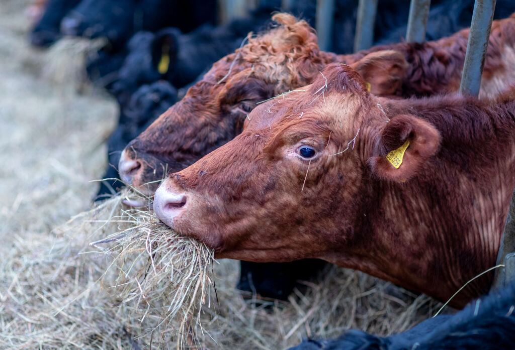 Exportación de ganado (Photo by Jens Büttner/picture alliance via Getty Images)