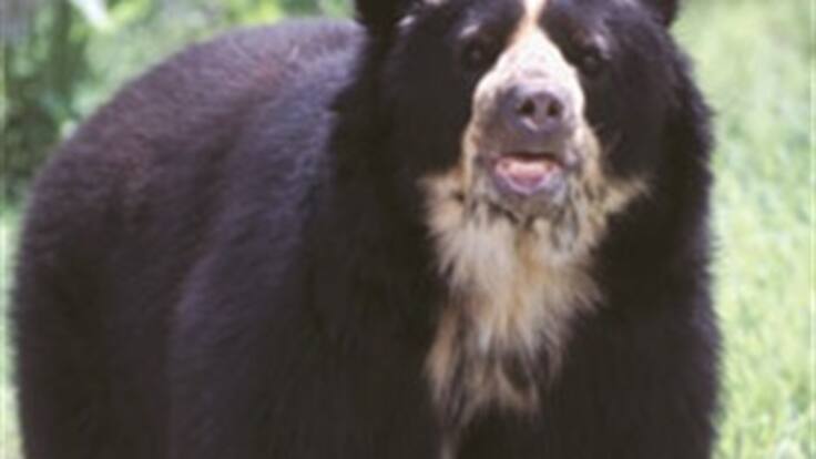 Oso de anteojos víctima de un cazador furtivo en Parque las Orquídeas