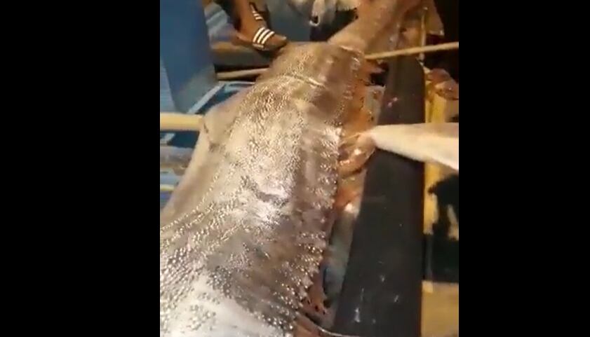 Pez remo en Ecuador / Archivo