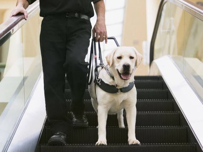 Procuraduría pide que se permita ingreso a perros guía en lugares públicos