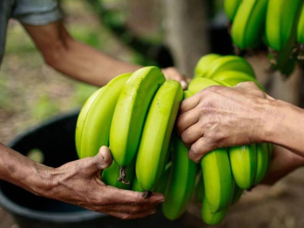 Bananeros advierten crisis por altos costos de insumos